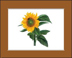 "Sunflower At Box"
